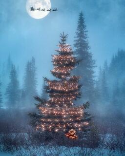 What's Underneath Christmas Tree?