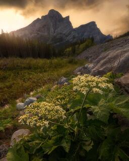 Wild Flower Photography... Beautiful but Capricious!