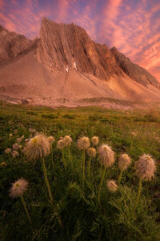 Fluffy Paradise