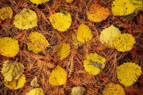 Birch True Colors