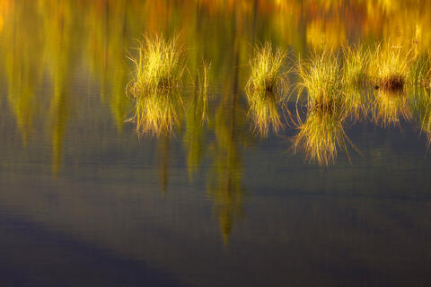 Grass Puffs