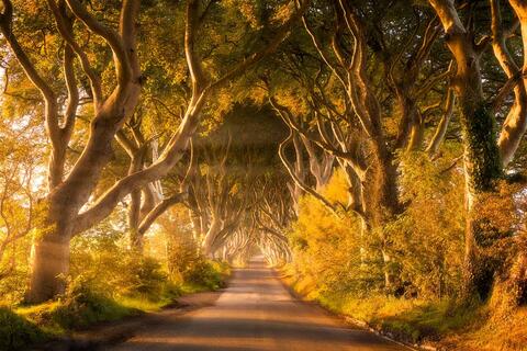 King's Road