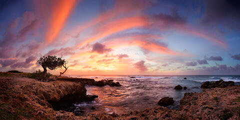 The Lone Tree