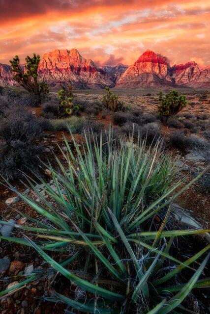 Dance of the Yucca print