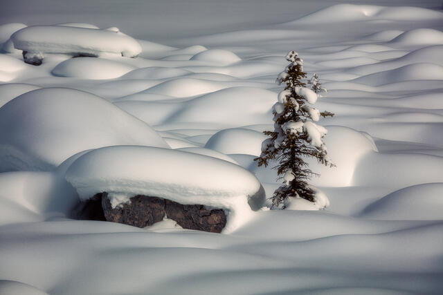 Snow Blanket print