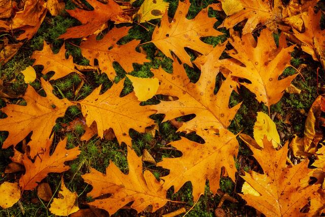 Oak True Colors print