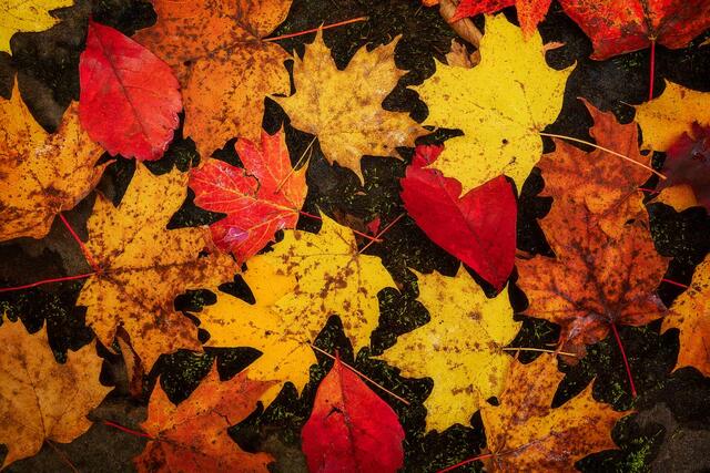 Maple True Colors print