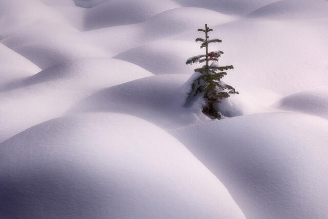 Lonely print
