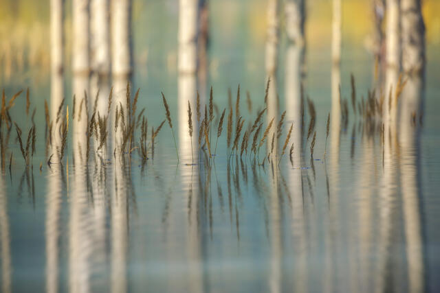 Wet Land print