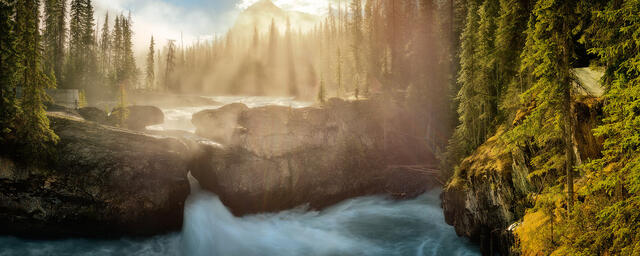 Force of Nature print