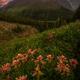 Ballad of Castillejas