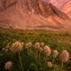 Fluffy Paradise