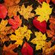 Maple True Colors