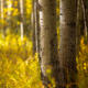 Forest Perfume