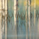 Wet Land
